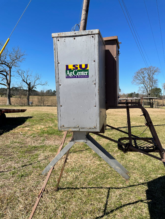 Feral pig baits showing promise